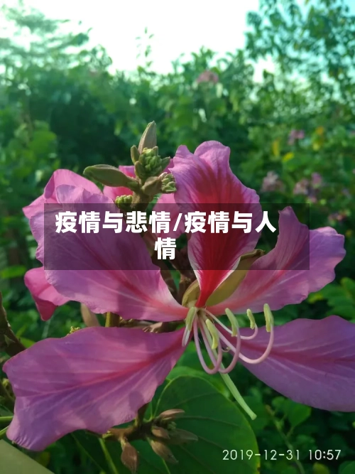 疫情与悲情/疫情与人情-第3张图片