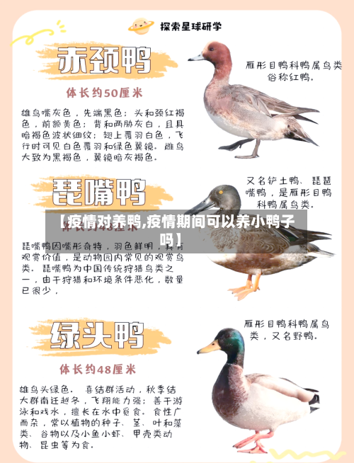 【疫情对养鸭,疫情期间可以养小鸭子吗】-第2张图片