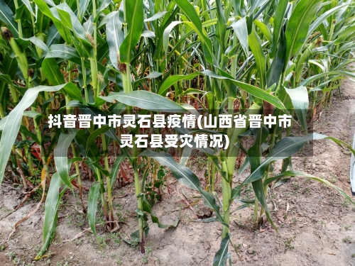 抖音晋中市灵石县疫情(山西省晋中市灵石县受灾情况)