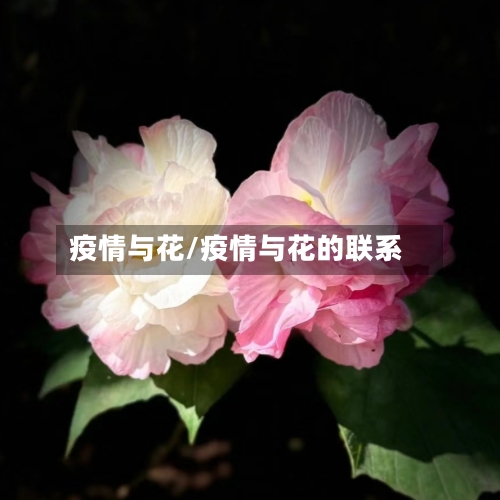 疫情与花/疫情与花的联系