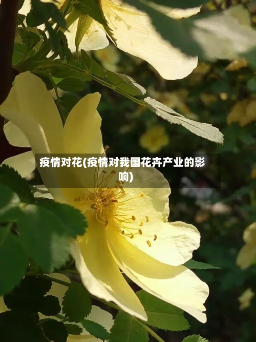 疫情对花(疫情对我国花卉产业的影响)