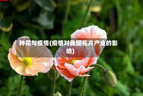 种花与疫情(疫情对我国花卉产业的影响)-第3张图片